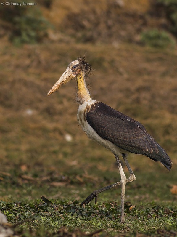 Lesser Adjutant